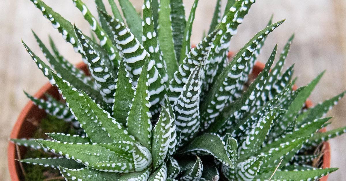 How to Bring a Dying Zebra Succulent Back to Life Succulent Plant Tips